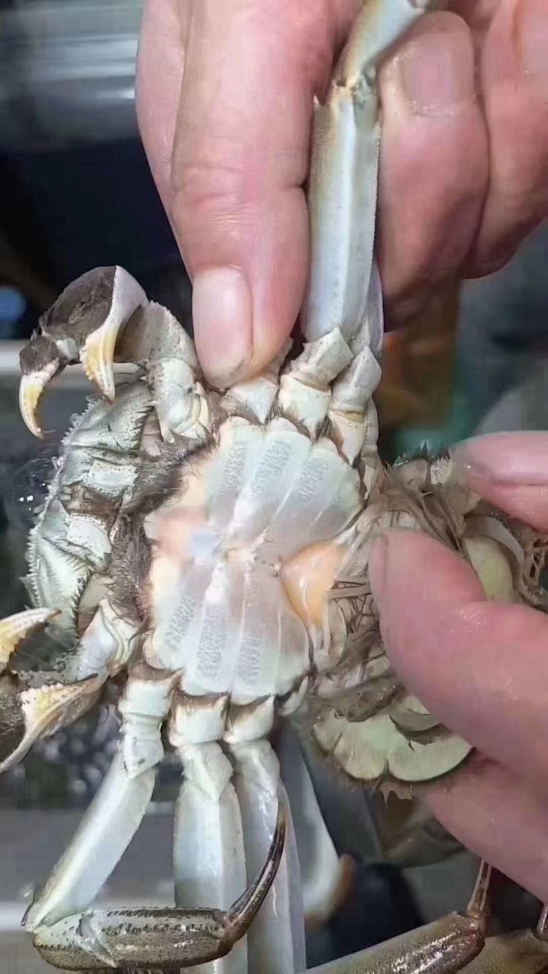 公蟹-大闸蟹精品洪湖河蟹毛蟹螃蟹全国发货一手货源