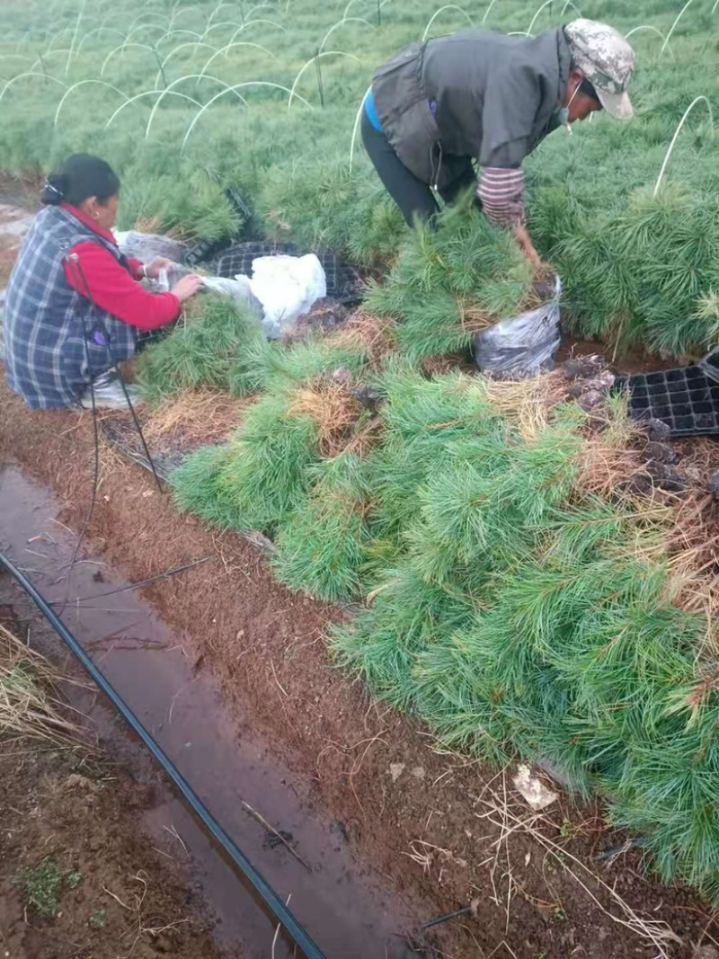 华山松苗，华山松轻机制袋苗，一手货源，欢迎考察了解。