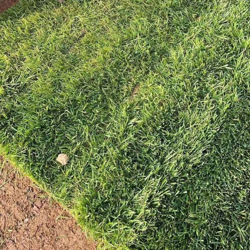 四季青草皮基地常年销售各种绿化苗木。