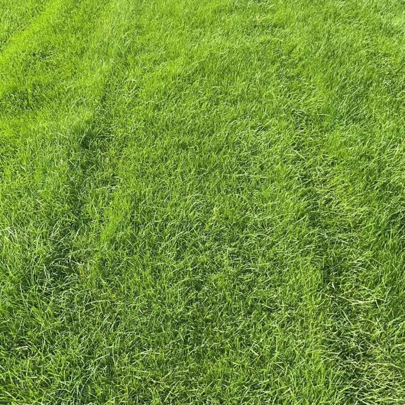 四季青草皮基地常年销售各种绿化苗木。