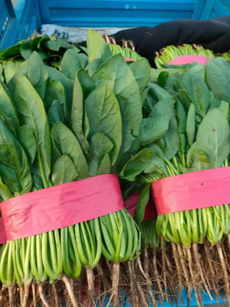 邯郸本地菠菜常年大量供应，颗粒均匀，基地直供