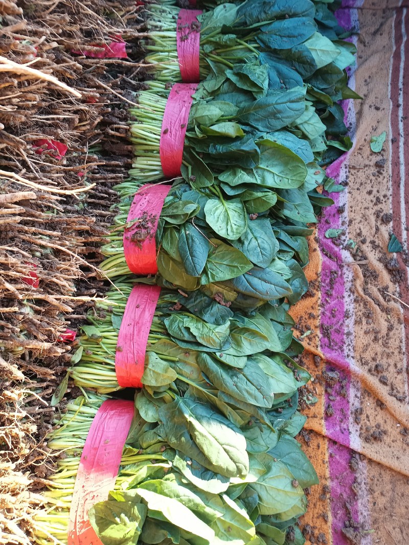 邯郸本地菠菜常年大量供应，颗粒均匀，基地直供