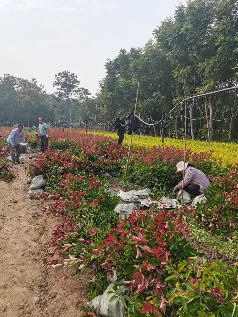 红叶石楠杯苗批发零售基地