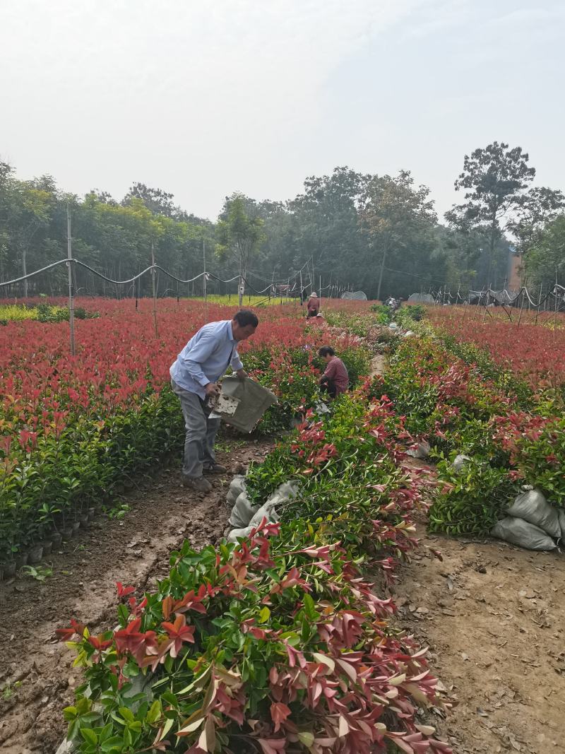 红叶石楠杯苗批发零售基地