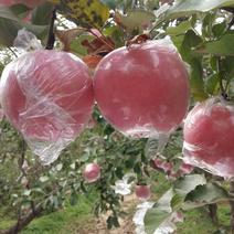 河南三门峡半山区精品糖心纸夹膜红富士苹果