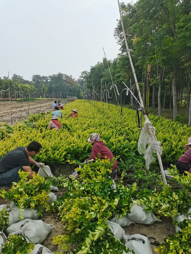 金森女贞杯苗大中小杯批发零售河南鄢陵蓝雨苗木基地