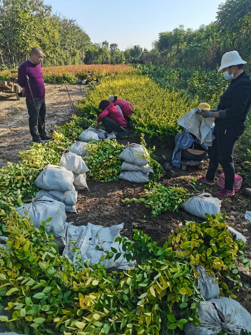 金森女贞杯苗大中小杯批发零售河南鄢陵蓝雨苗木基地