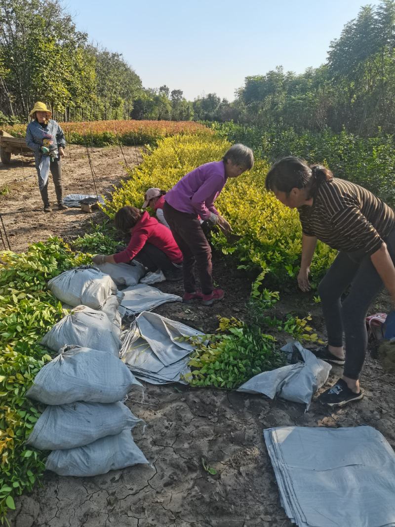 金森女贞杯苗大中小杯批发零售河南鄢陵蓝雨苗木基地