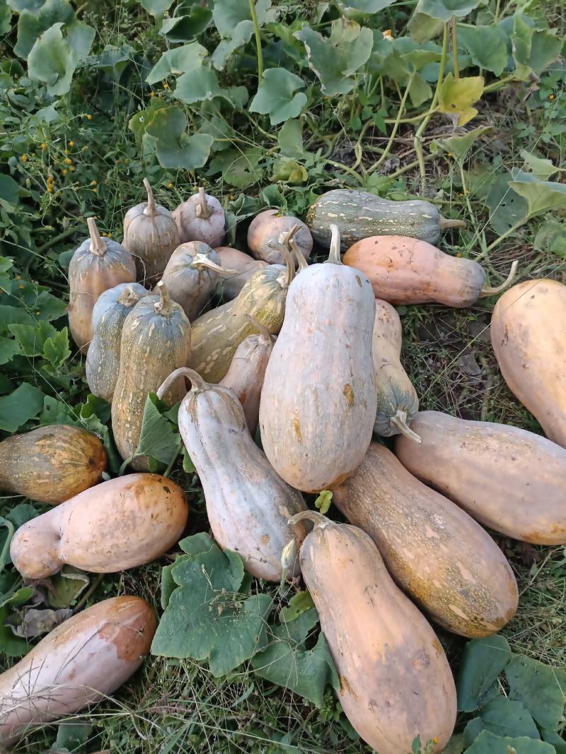 大南瓜