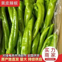 鲜辣椒尖椒河北黄皮尖椒发往全国价格便宜质量保证