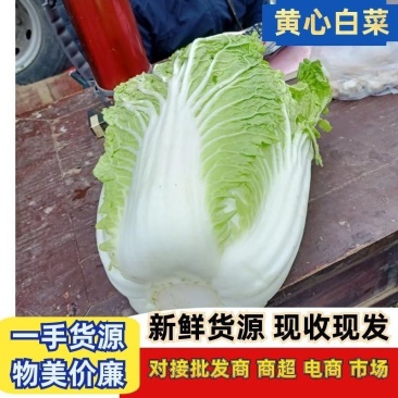 河北黄心大白菜发往全国价格便宜质量保证