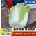 河北黄心大白菜发往全国价格便宜质量保证