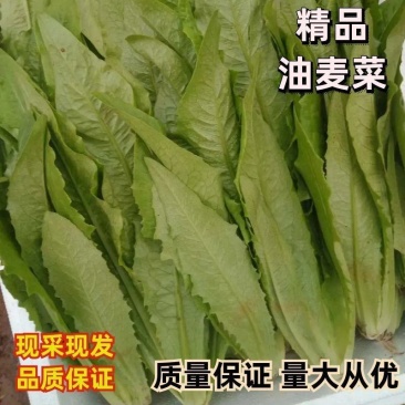 河北油麦菜大量有货发往全国价格便宜质量保证