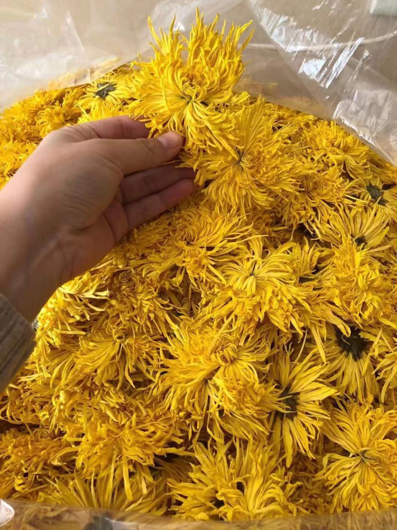 【黄山发货】无硫金丝皇菊手选金丝皇菊500克袋装包邮