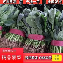 河北菠菜大叶菠菜质量保证发往全国价格便宜