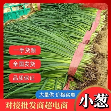 邯郸小葱精品蔬菜。精品质量,诚信经营质量保证