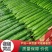 河北黄瓜精品质量发往全国质量保证价格便宜