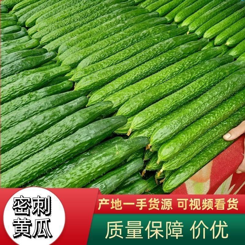 河北黄瓜精品质量发往全国质量保证价格便宜
