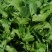 大叶香菜20~25厘米以上