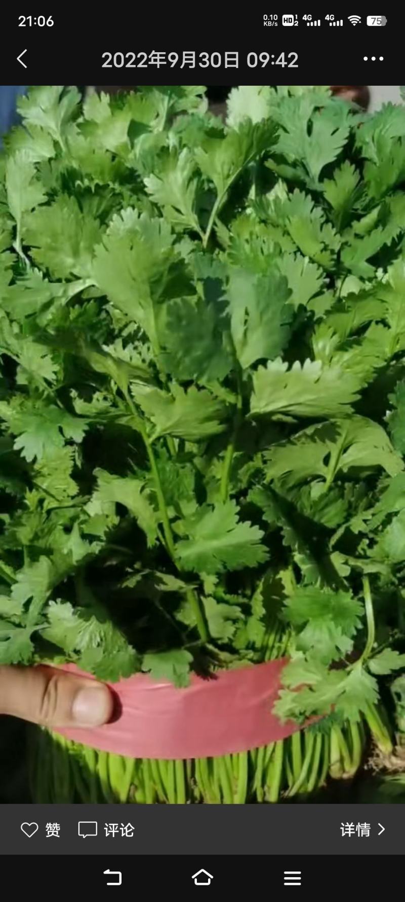 大叶香菜20~25厘米以上