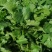 大叶香菜20~25厘米以上