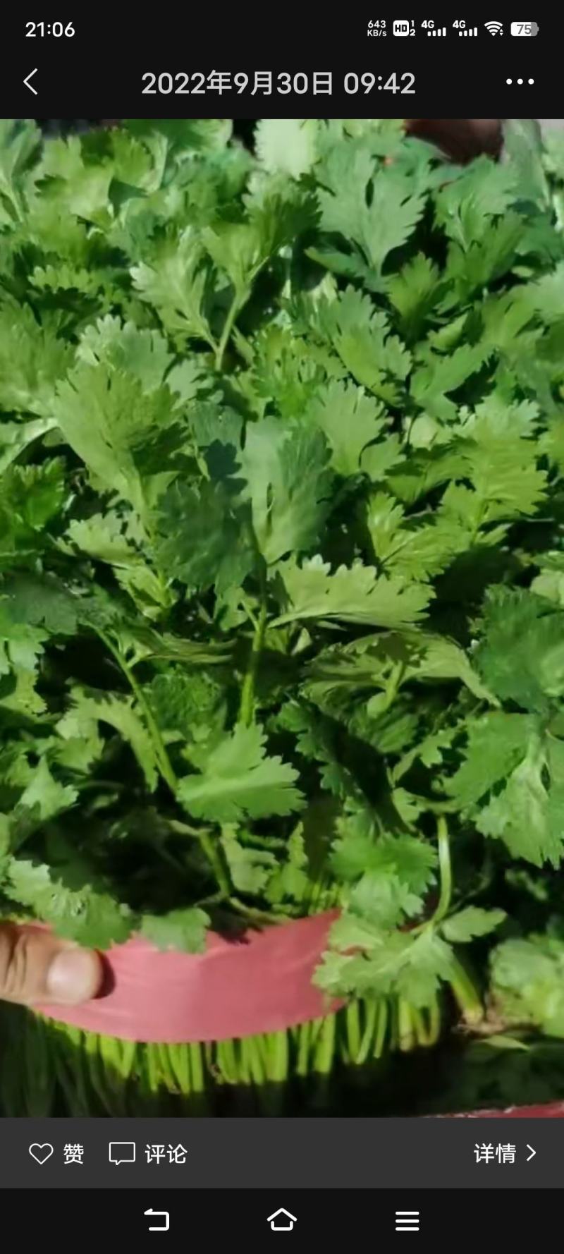 大叶香菜20~25厘米以上