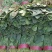 大叶菠菜20~30公分
