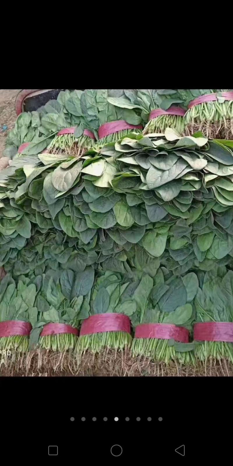 大叶菠菜20~30公分