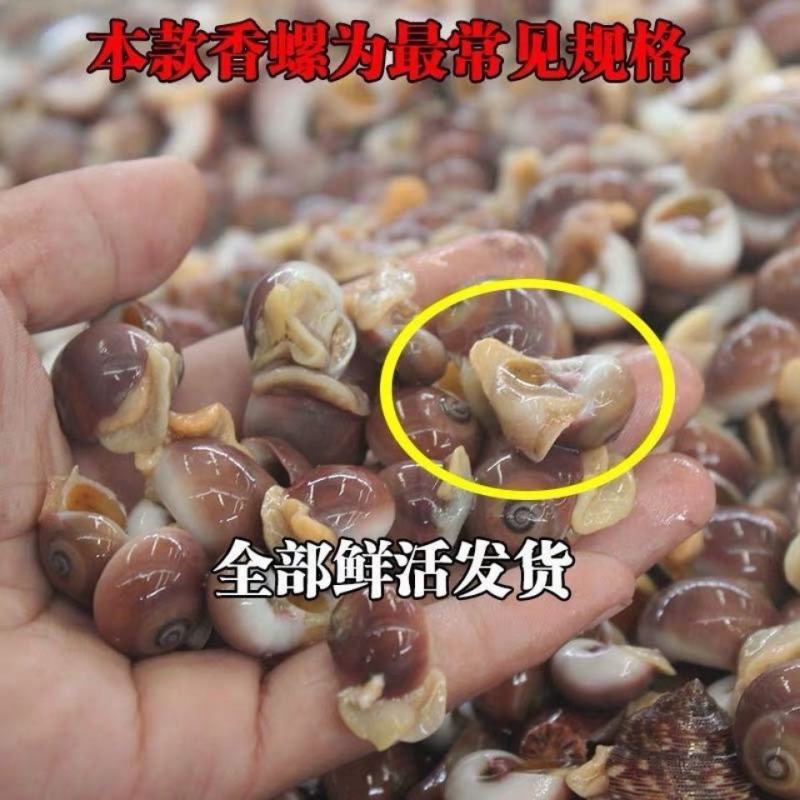 连云港本地红生香螺海鲜水产贝类海螺章鱼，捞汁专用