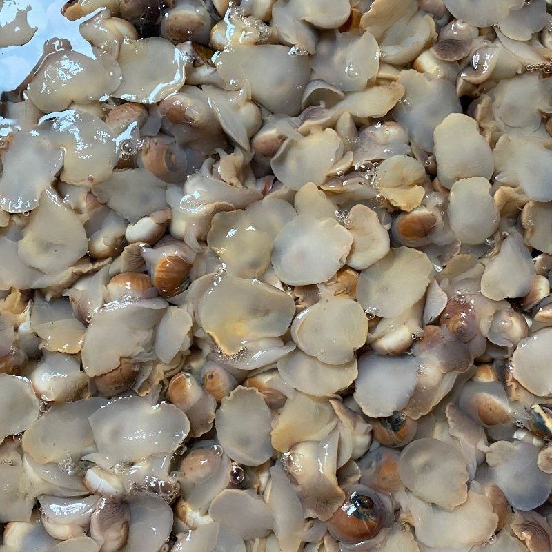 连云港本地红生香螺海鲜水产贝类海螺章鱼，捞汁专用