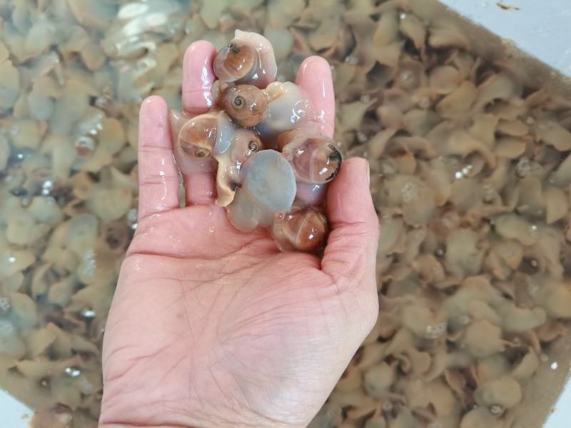 连云港本地红生香螺海鲜水产贝类海螺章鱼，捞汁专用