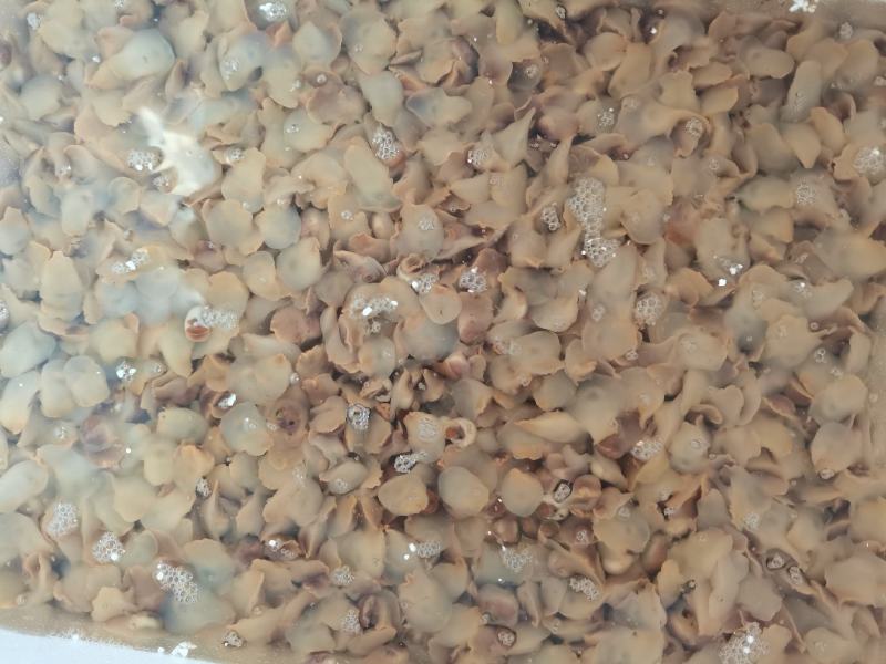 连云港本地红生香螺海鲜水产贝类海螺章鱼，捞汁专用