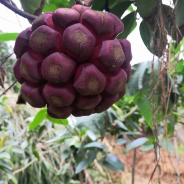 黑老虎果