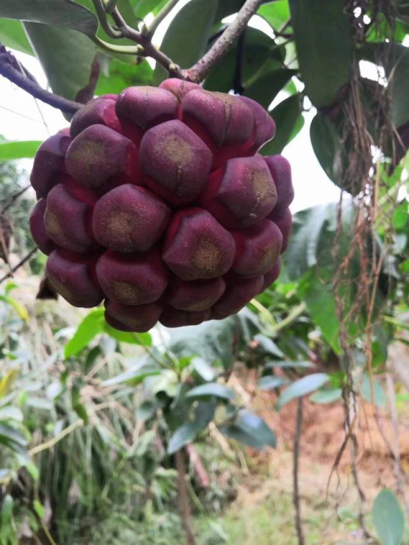 黑老虎果