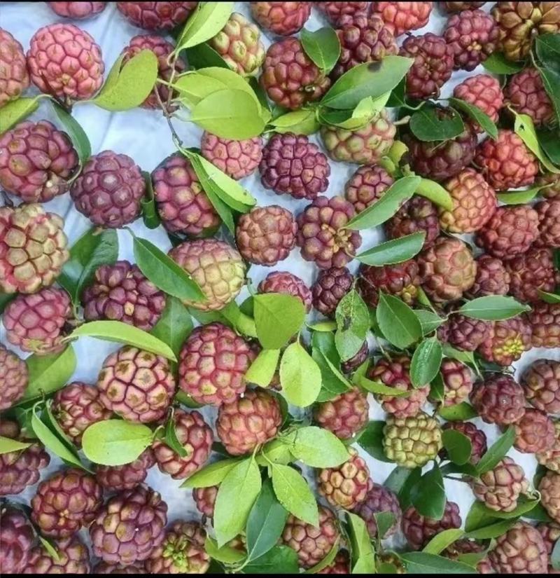 黑老虎果