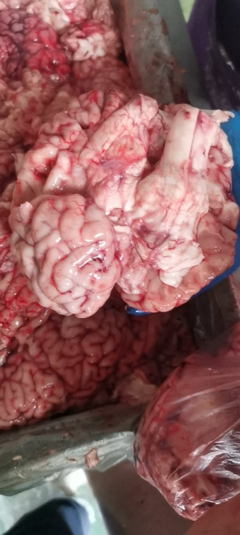 牛脑髓天天加工质量优等价格实惠欢迎各位老板咨询