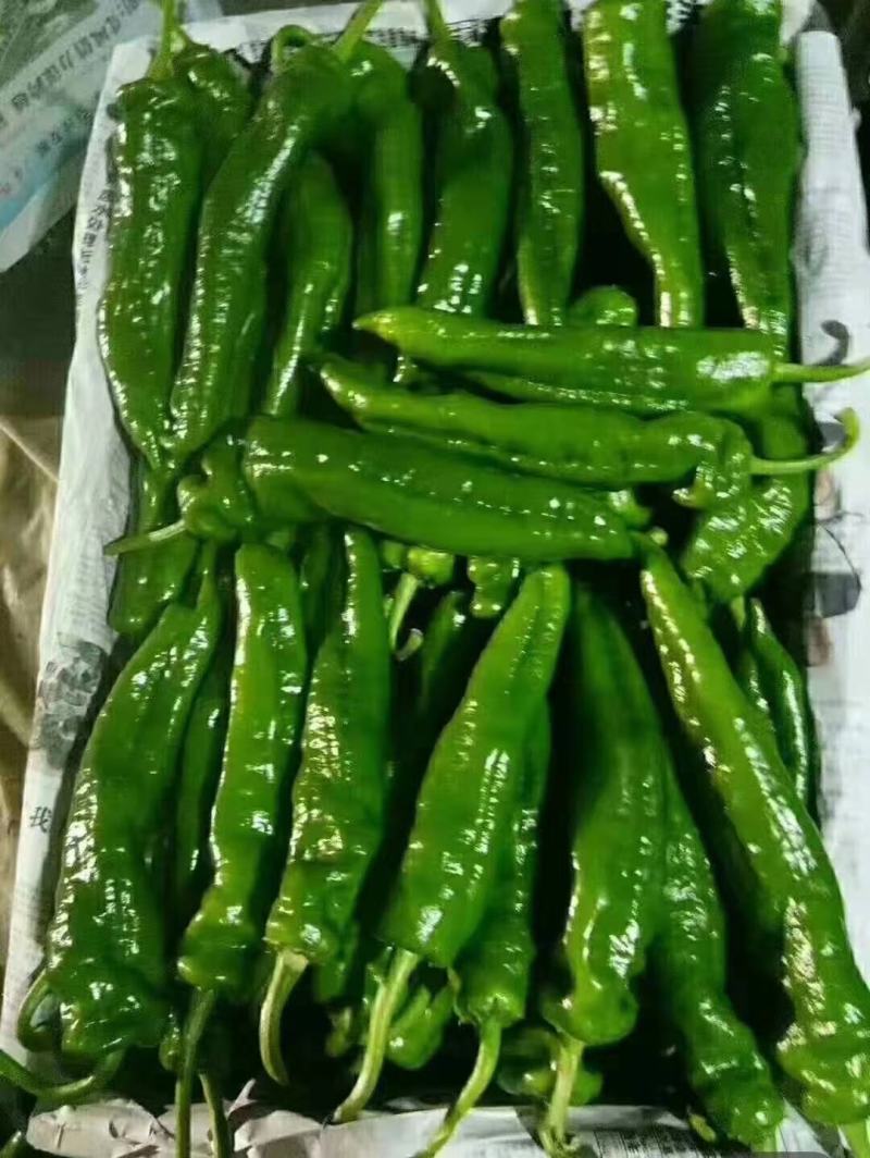 河南葡萄精品阳光玫瑰