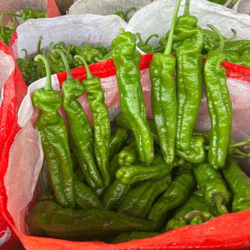 河南葡萄精品阳光玫瑰