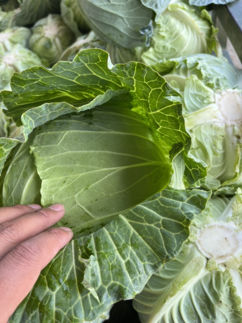 精品扁包菜圆包菜甘蓝大量上市产地直供保证质量