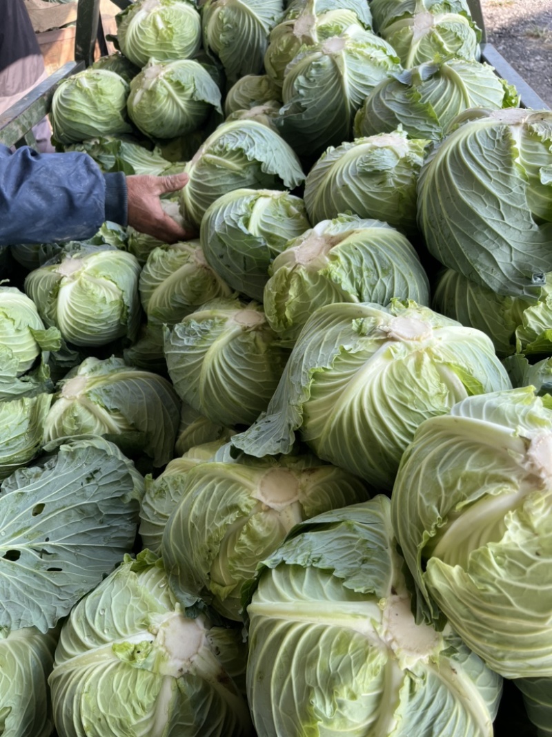 精品扁包菜圆包菜甘蓝大量上市产地直供保证质量