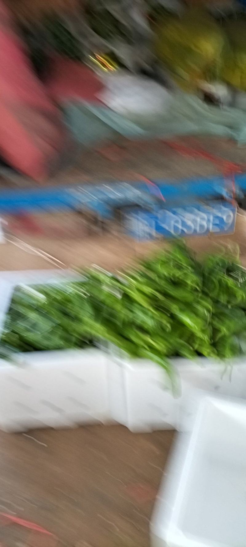 薄皮青辣椒大量上市，产地直发，一首货源代发全国。