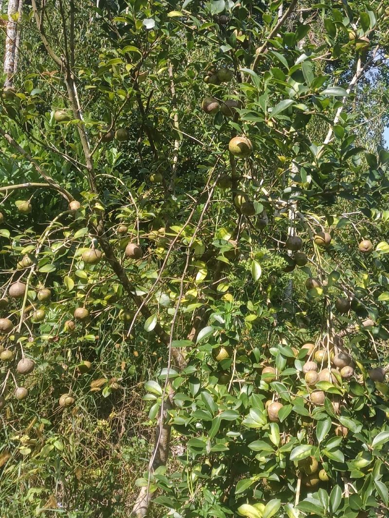 本人有一万斤油茶果需要卖