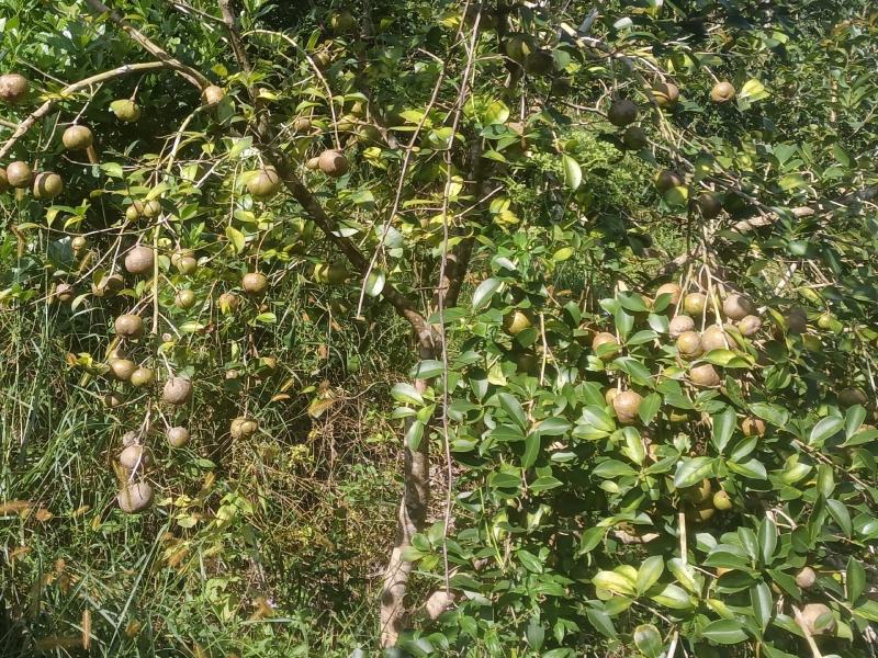 本人有一万斤油茶果需要卖