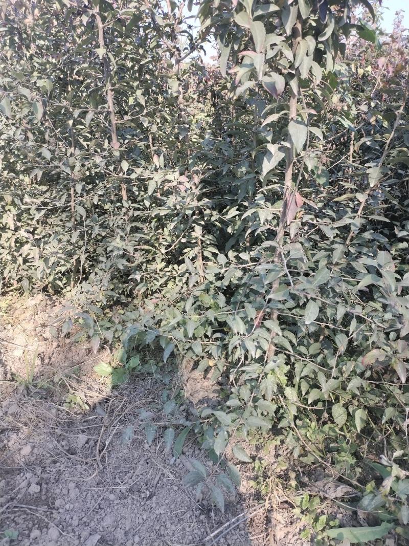 精品，杜梨苗，杜梨小苗，芽苗，保质保量，代发全国
