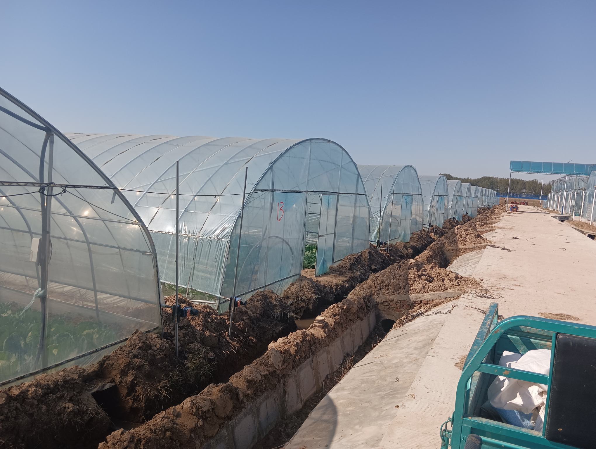 牛心甘蓝苗床全景图