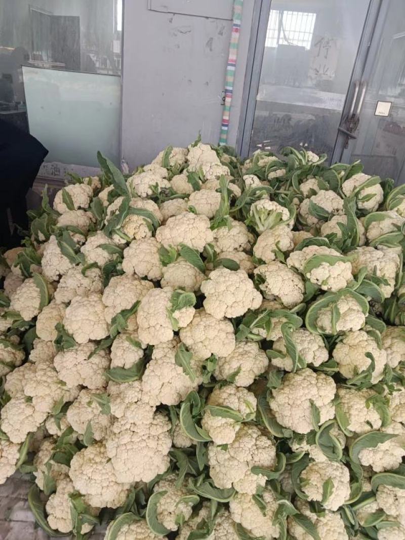 精品菜花，有机菜花白面，青梗，单棵2斤左右
