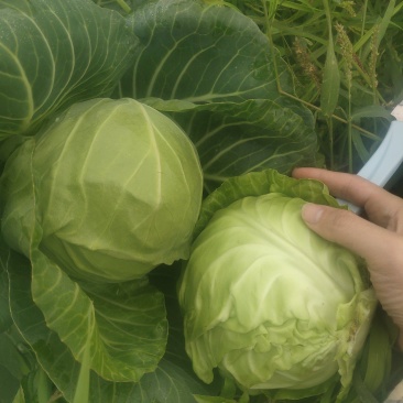 湖北甘蓝、精品甘蓝，宜城甘蓝、斯特丹、绿旺、铁头都有货
