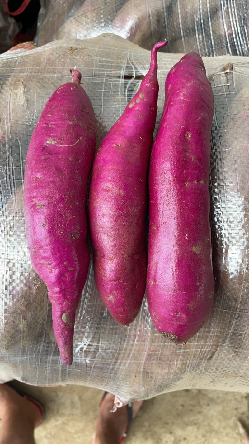 湖北小花叶二代圆球长条008市场电商