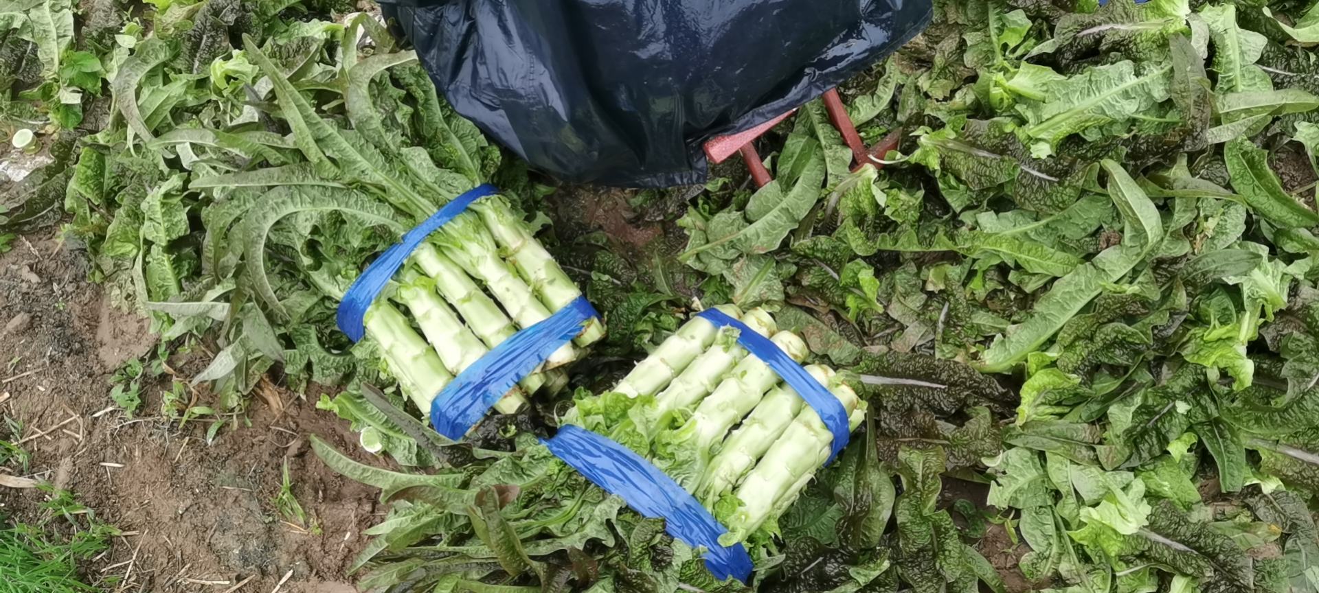 凉拌红菜苔成品展示