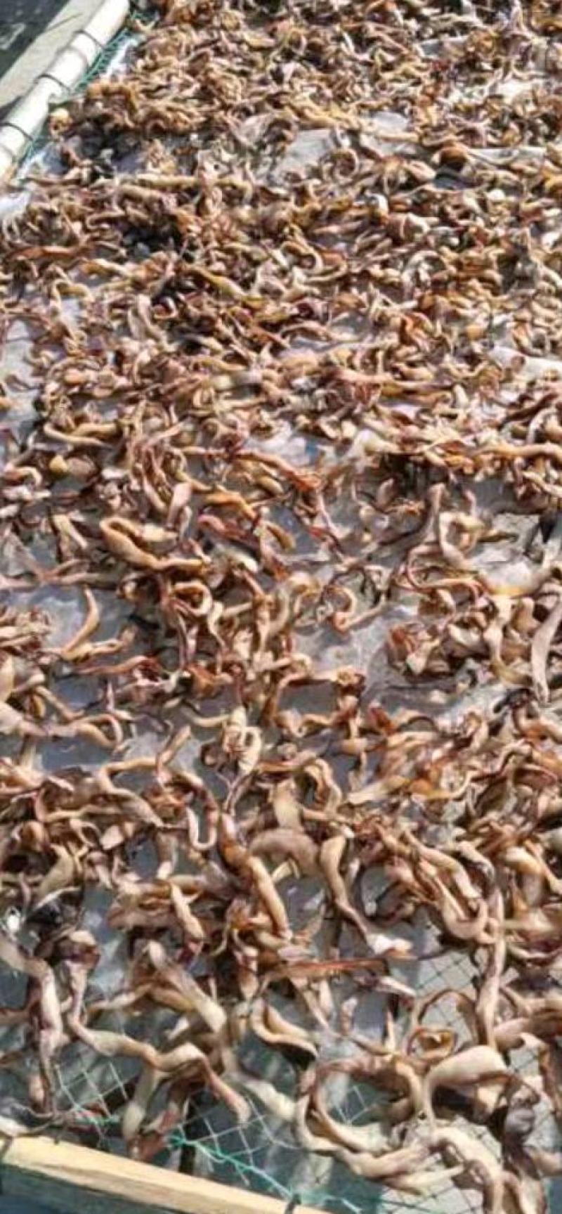 鱿鱼干边角料，鱿鱼条，鱿鱼碎，地摊好食材鱿鱼干边角料，